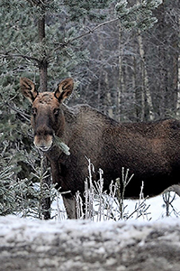 Thumbnail showing a moose eating a spruce branch