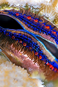 Thumbnail showing a close-up of a boring scallop embedded in a coral