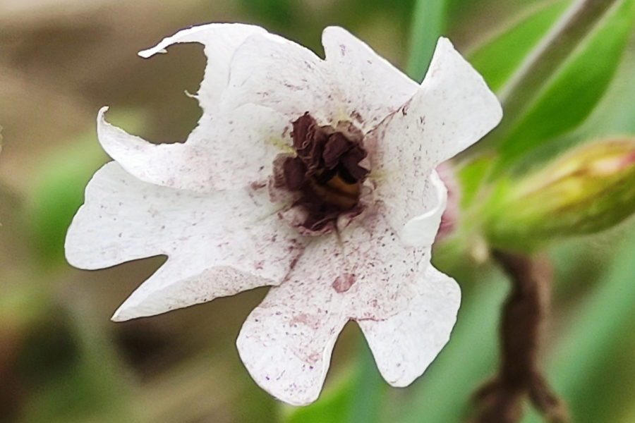 A white campion flower with powdery dark brown anthers and brown specks covering its petals