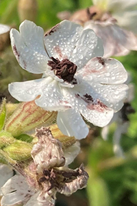 Thumbnail showing a white wildflower infected with a fungal pathogen