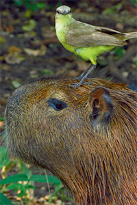 Thumbnail showing a capybara with a yellow bird on its head