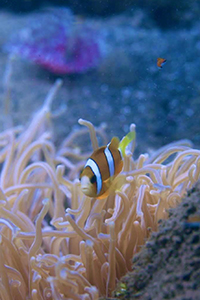 Thumbnail showing a clownfish in an anemone.