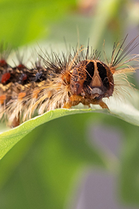 Thumbnail image showing a caterpillar on a leaf