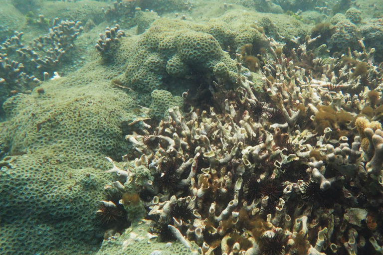 A dense layer of zoanthids grows over a bed of dead corals, with sea urchins present in a small zoanthid-free area.