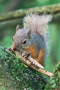 Thumbnail image of a squirrel gnawing on a jaw bone