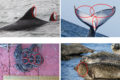 Images of a dolphin dorsal fin, a whale tail, a toad, and a seal with red circles highlighting distinct features.