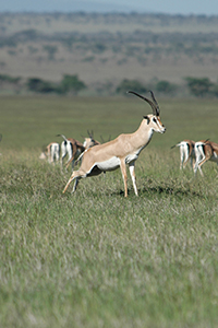 Thumbnail image showing a gazelle urinating in a grassland