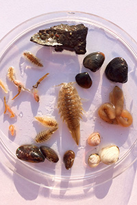 Thumbnail image showing benthic animals arrayed on a glass plate