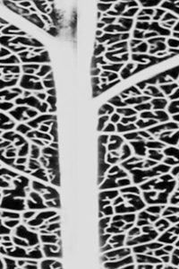 Thumbnail image showing a black and white closeup of leaf venation