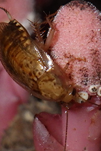 Thumbnail image showing a cockroach visiting a pink-white flower