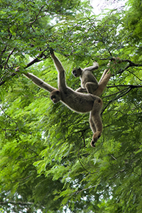 Thumbnail image showing two northern muriqui monkeys in the treetops