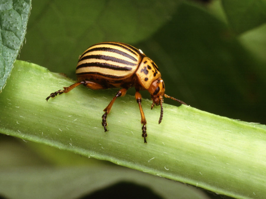 Adult Colorado potato beetle.