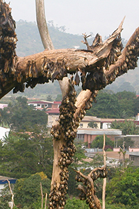 bats clinging to a drought-stricken tree