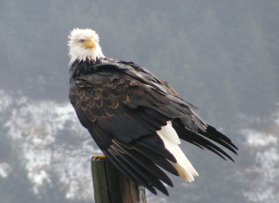 A bald eagle sits on top of a post with a distant snowy forested background