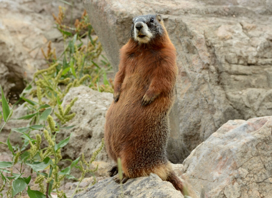 A yellow bellied marmot sits up on a boulder