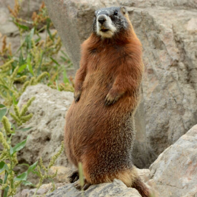 A yellow bellied marmot sits up on a boulder