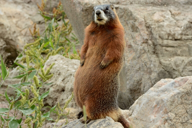 A yellow bellied marmot sits up on a boulder