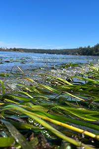 an eelgrass meadow