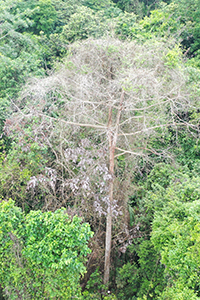 an airborne view of a tropical forest, centering a single dead, burned tree amid the canopy