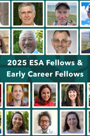 A photo collage of the headshots of our 2025 fellows and early career fellows. Click through to learn more about them