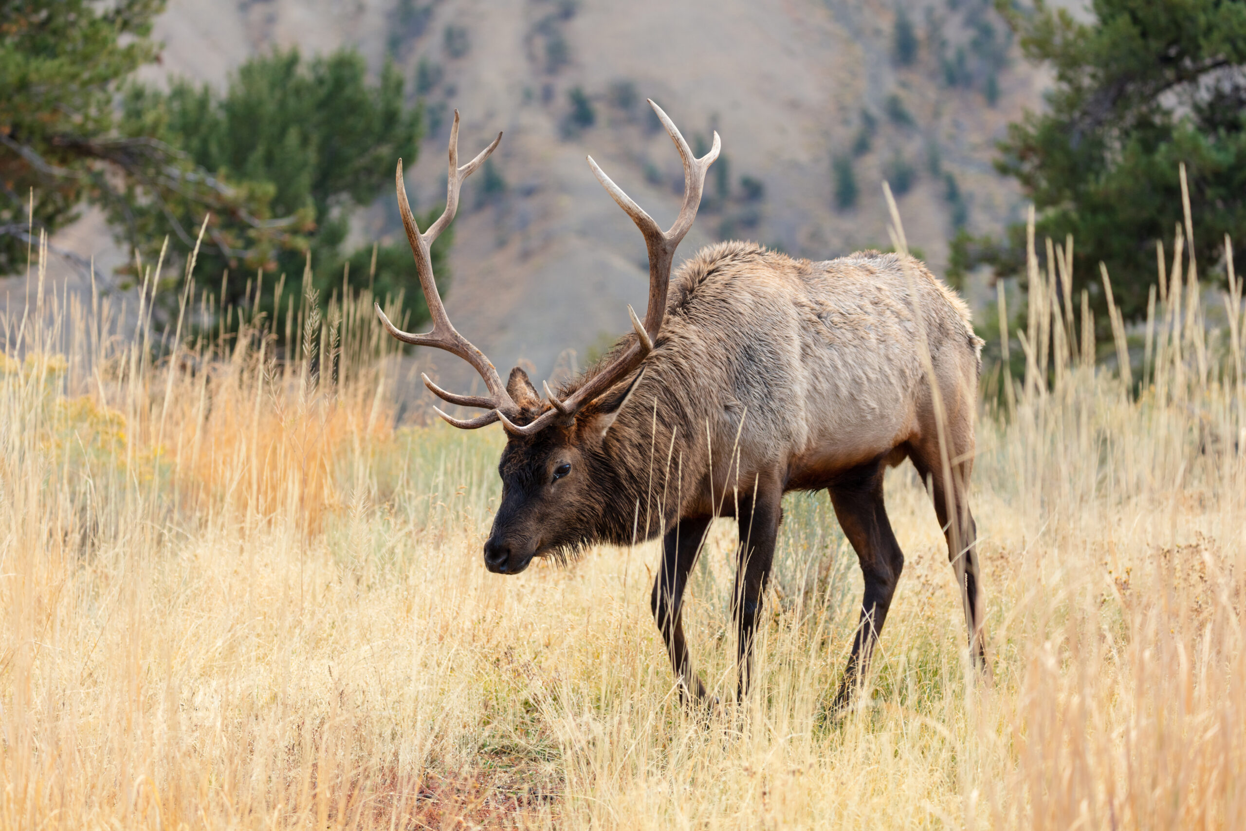 An elk grazes on grass.