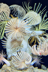 a photo of sea lillies