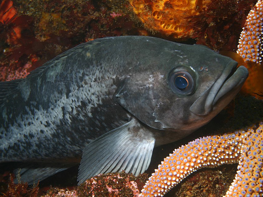 A close-up photo of a dark-colored fish