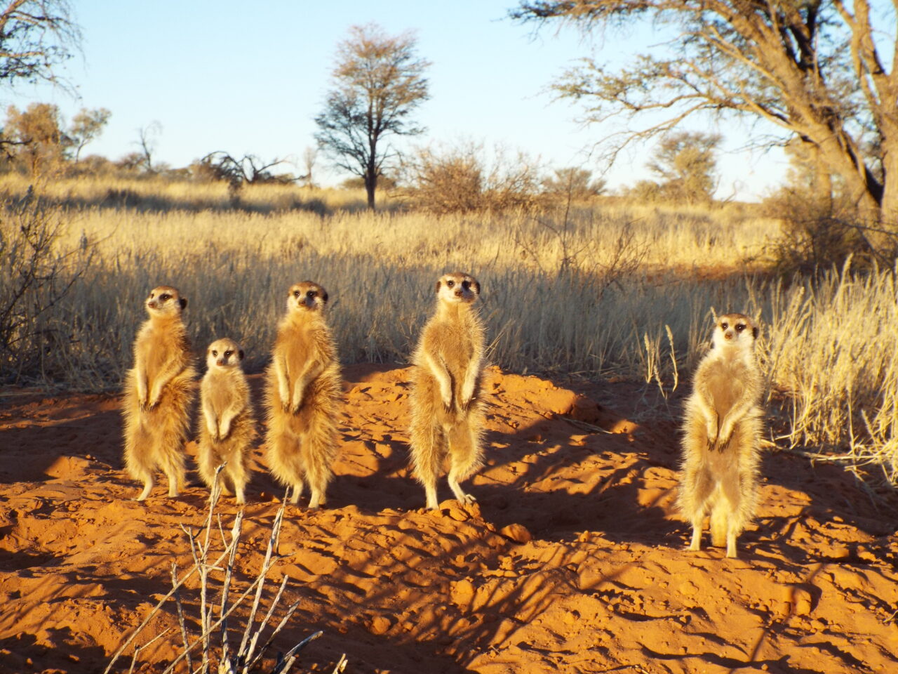 Five meerkats stand on a dirt mound, surrounded by grass and trees