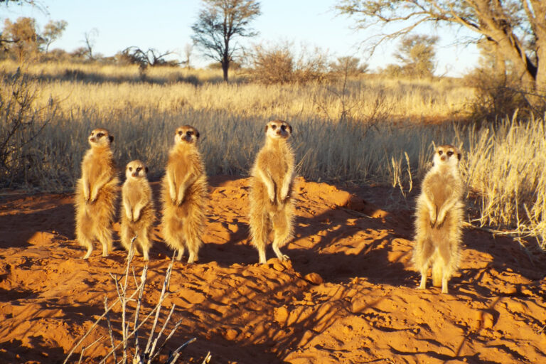A group of 5 meerkats stands on a dirt mound, surrounded by grass and trees