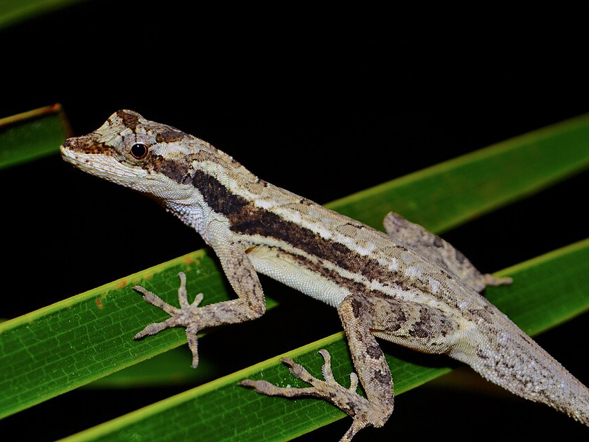 A brown and white lizard rests on green leaves