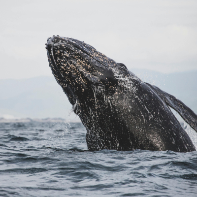 a grey whale breaching