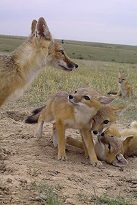 fox kits at play