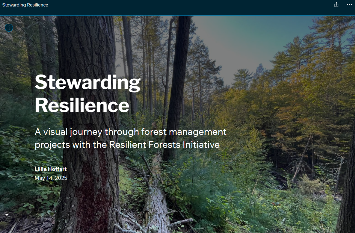Stewarding Resilience is written in text over a forest background. 