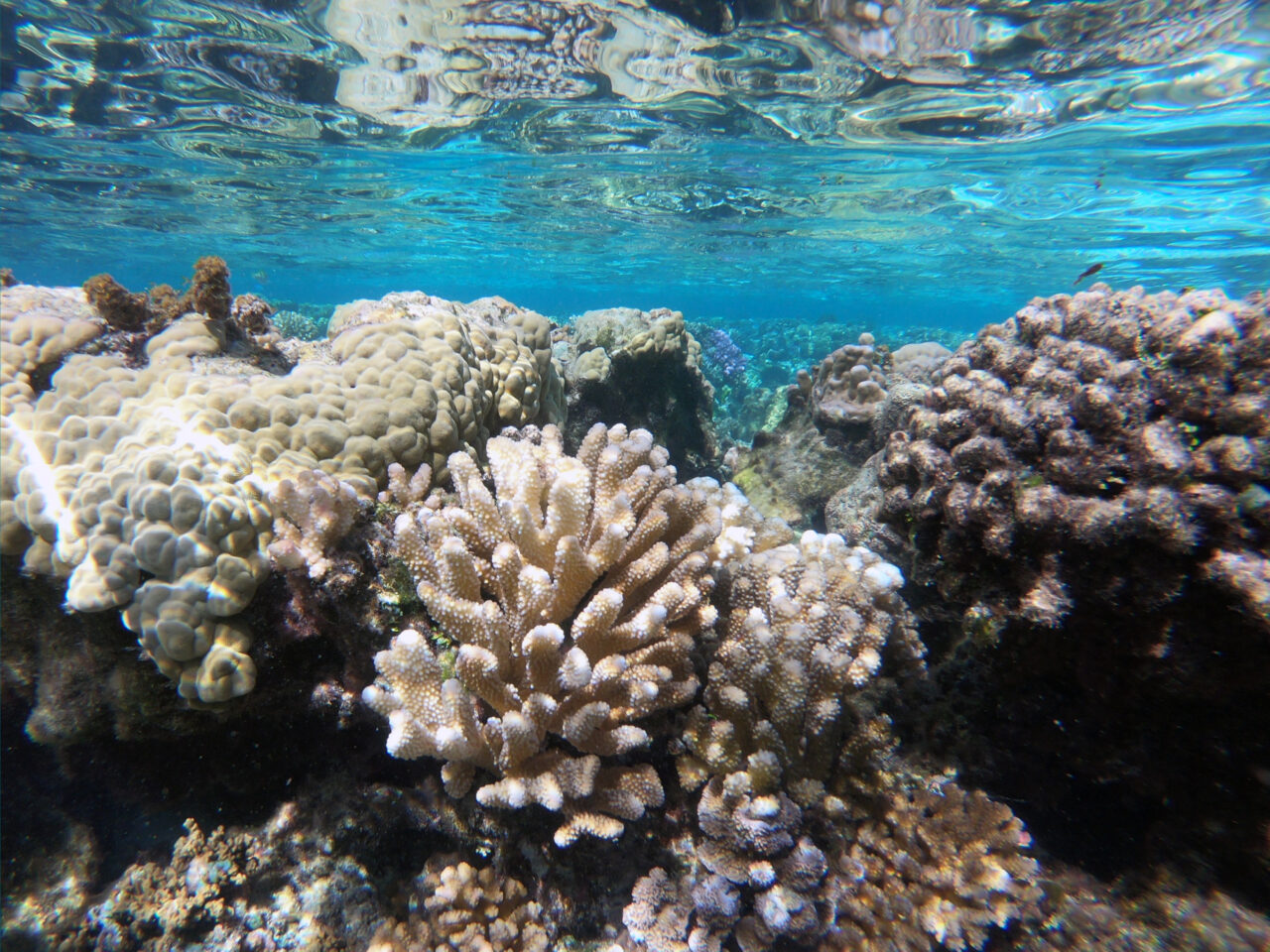 Corals in shallow water