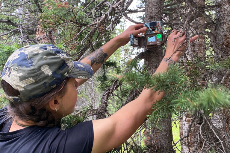 A researchers places a camouflaged camera on the trunk of a tree.