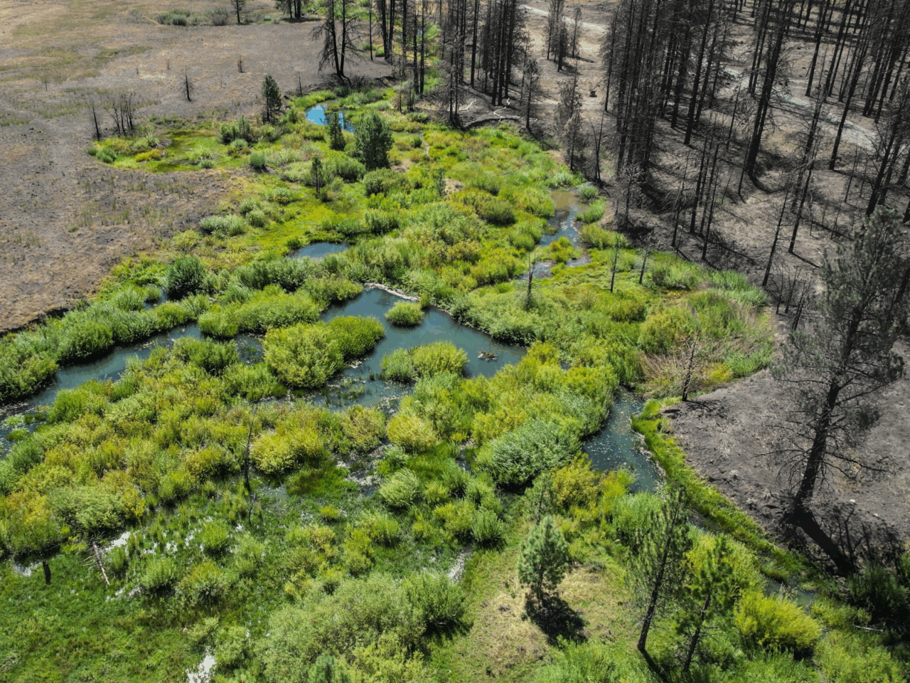An aerial image of a green wetland surrounded by charred trees.