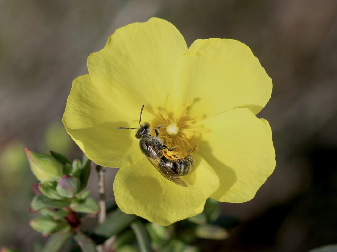 A black bee sits inside a yellow flower.