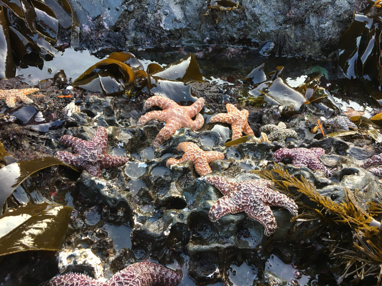 Sea stars on a rocky shore.