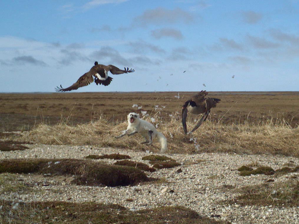 Canada geese scatter as a white Arctic fox leaps into the air.