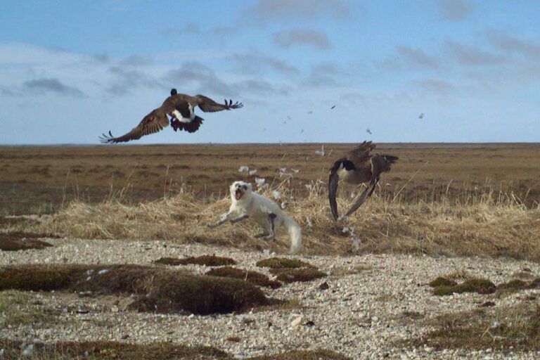 Canada geese scatter while a white Arctic fox leaps into the air.
