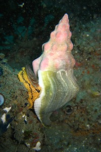A sea snail