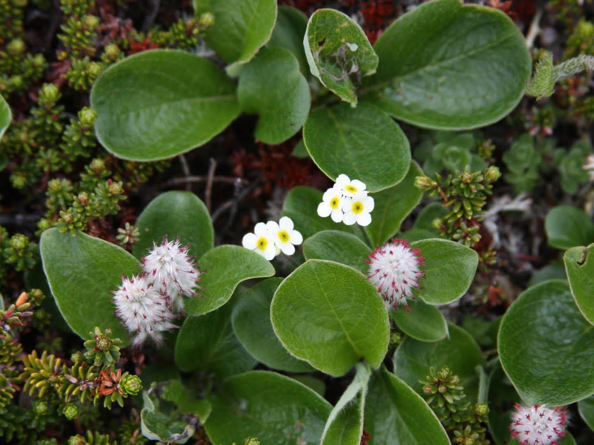 Low-growing Arctic plants in bloom.