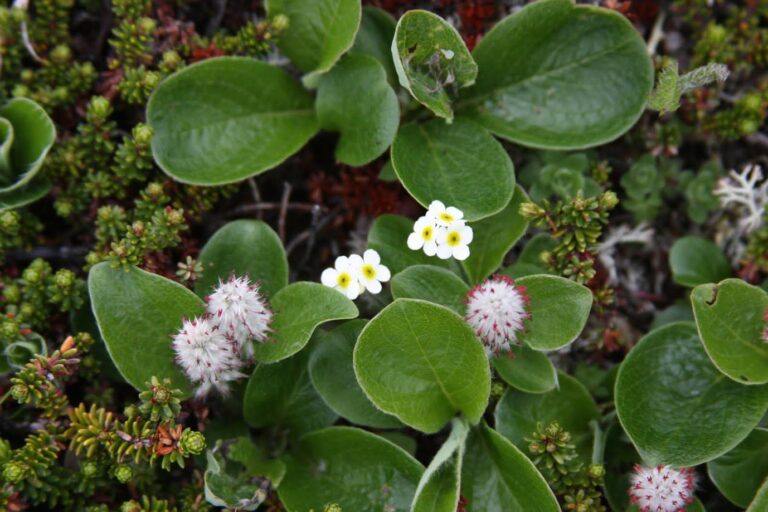 Low-growing Arctic plants in bloom