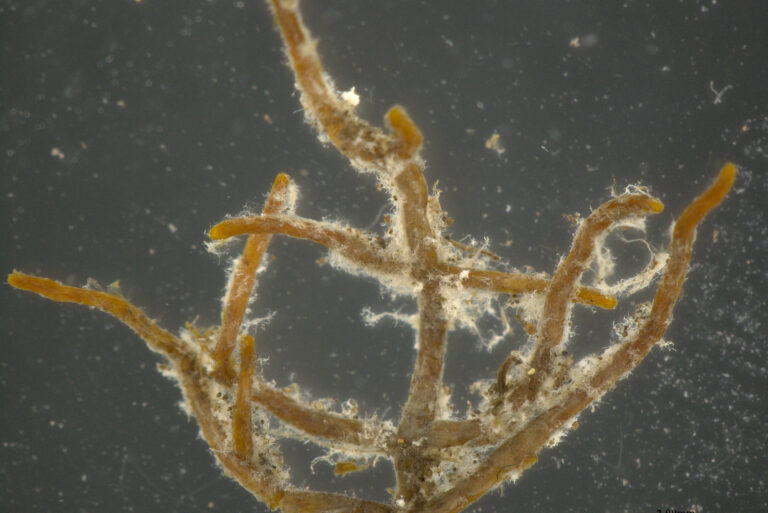 Brown branching fungal filaments