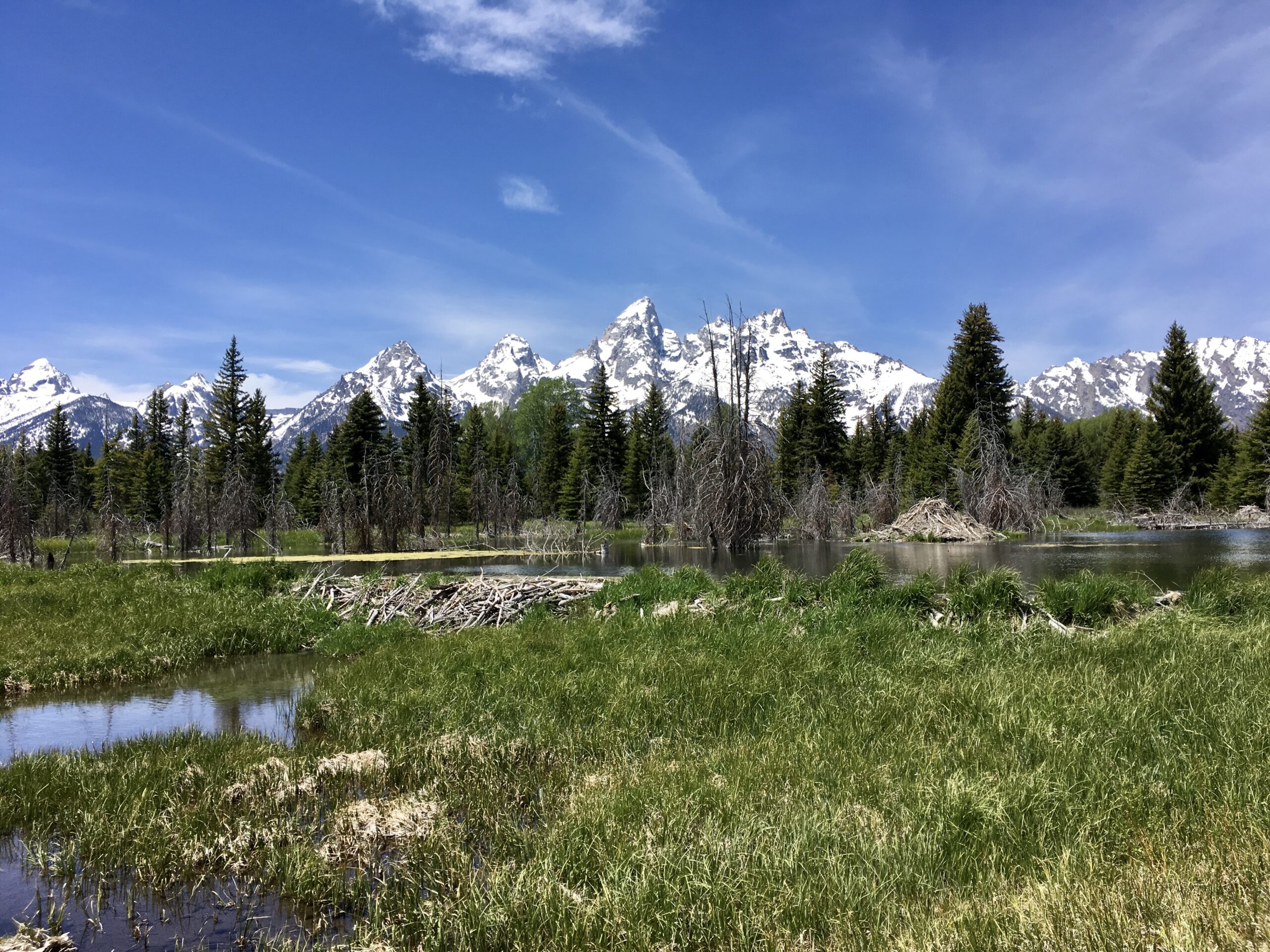 A beaver dam, lodge and pond in the foreground, with the Teton Range in the background