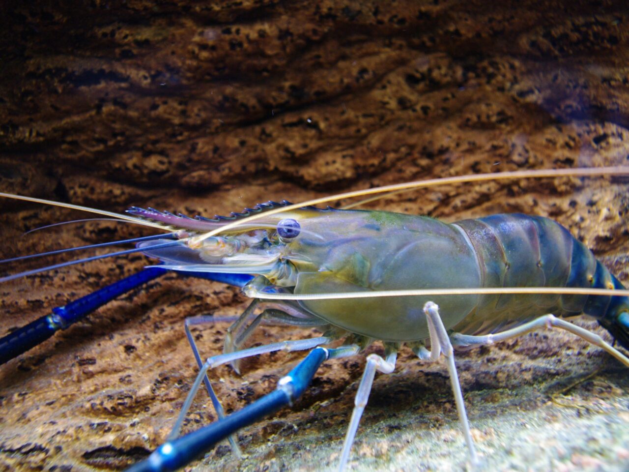 A white and blue giant river prawn