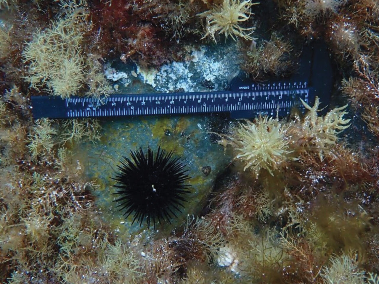A dark sea urchin on an algae-covered substrate sits within a small circular clearing; a ruler nearby shows scale.