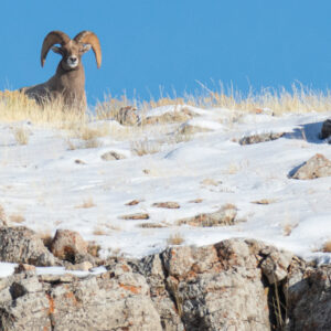 a bighorn sheep glares menacingly from atop a snowy Rocky Mountain grassland on a snowy, blue-skyed day