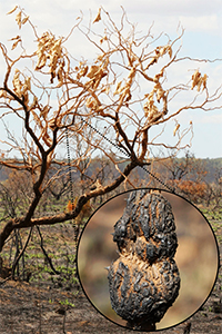 A burned tree, with a closeup of a scorched gall