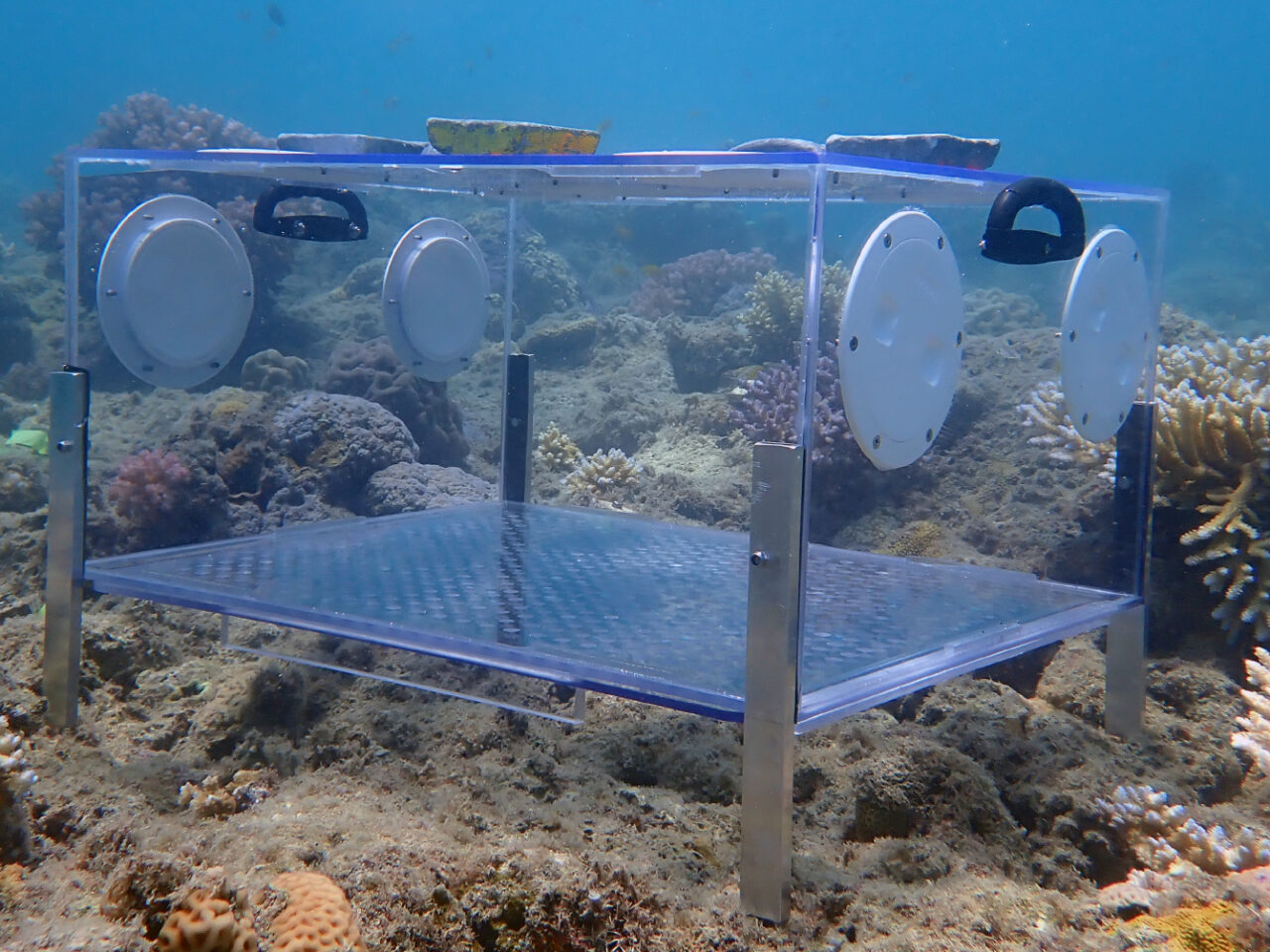 A clear acrylic box with a variety of openings in its sides rests on top of a coral reef.
